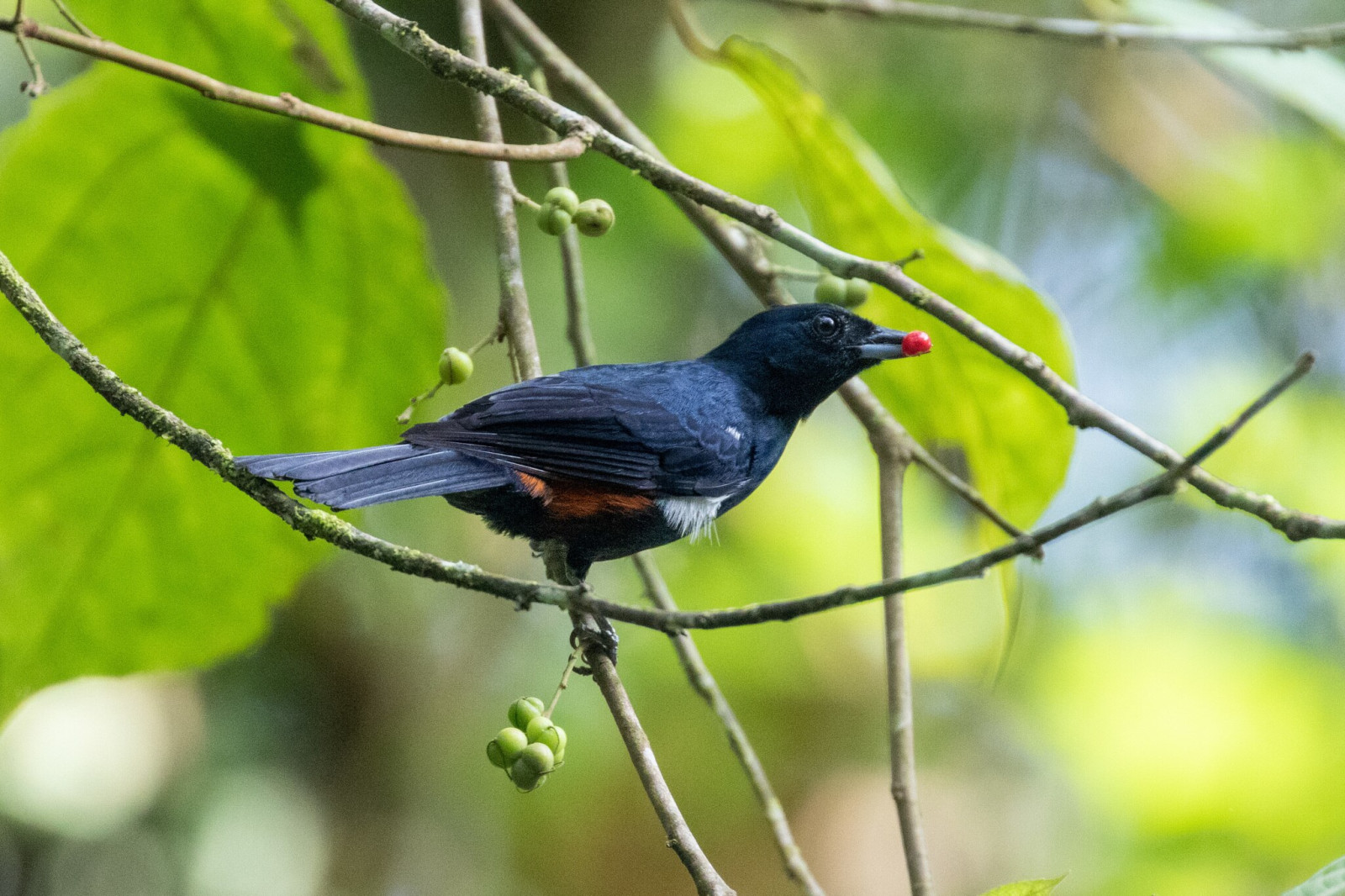 image Fulvous-crested Tanager